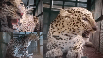 Indore News Leopard captured in Sanawadiya village near Devguradia after week-long operation