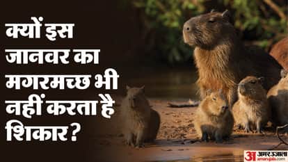 Zara Hatke: why crocodile not attack a small creature like a capybara know interesting facts Weird News