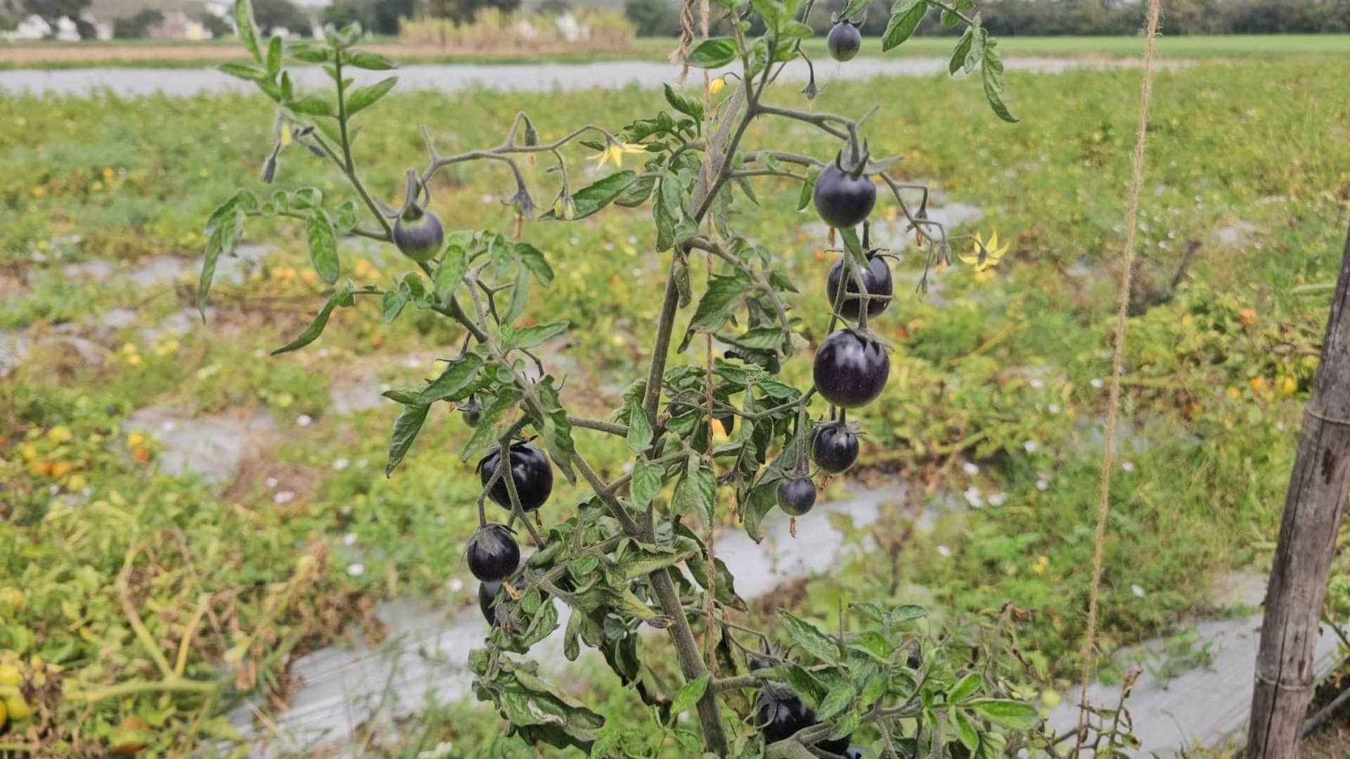 Betul Black Tomatoes: A farmer in Betul has cultivated a special variety of black tomatoes.