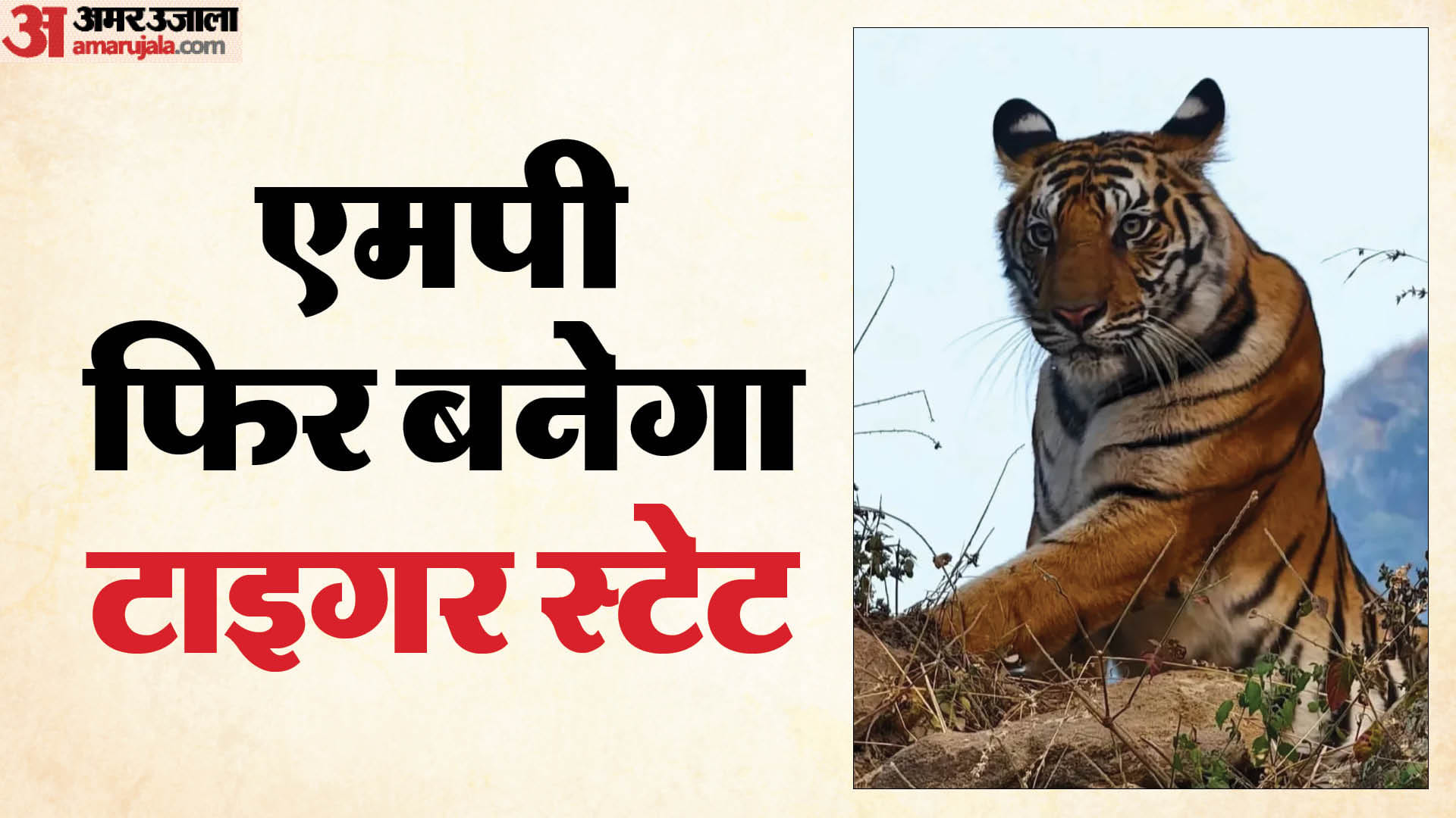 बांधवगढ़ टाइगर रिजर्व में बढ़ सकता है बाघों का कुनबा