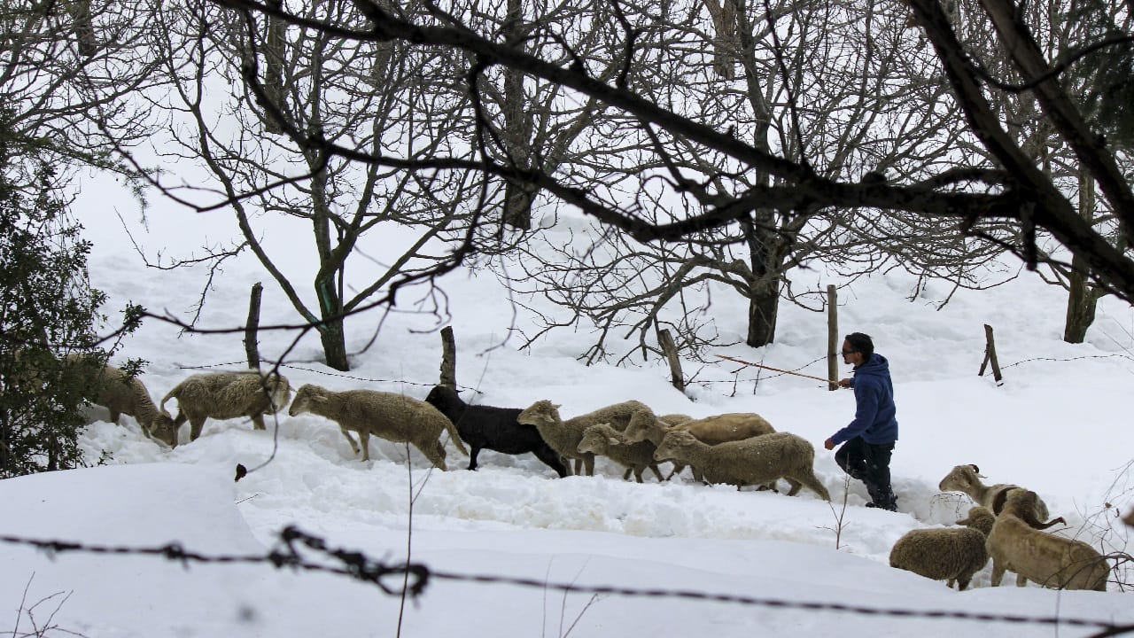 Snowfall on peaks and rain in the plains of Himachal