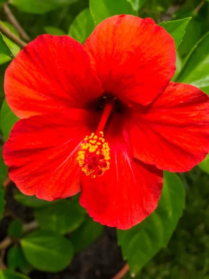 hibiscus