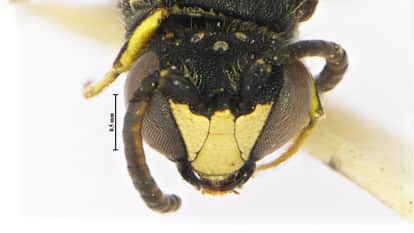 rare species of masked bee discovered in Arunachal Pradesh is beneficial for the environment