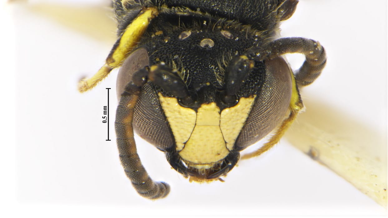 rare species of masked bee discovered in Arunachal Pradesh is beneficial for the environment