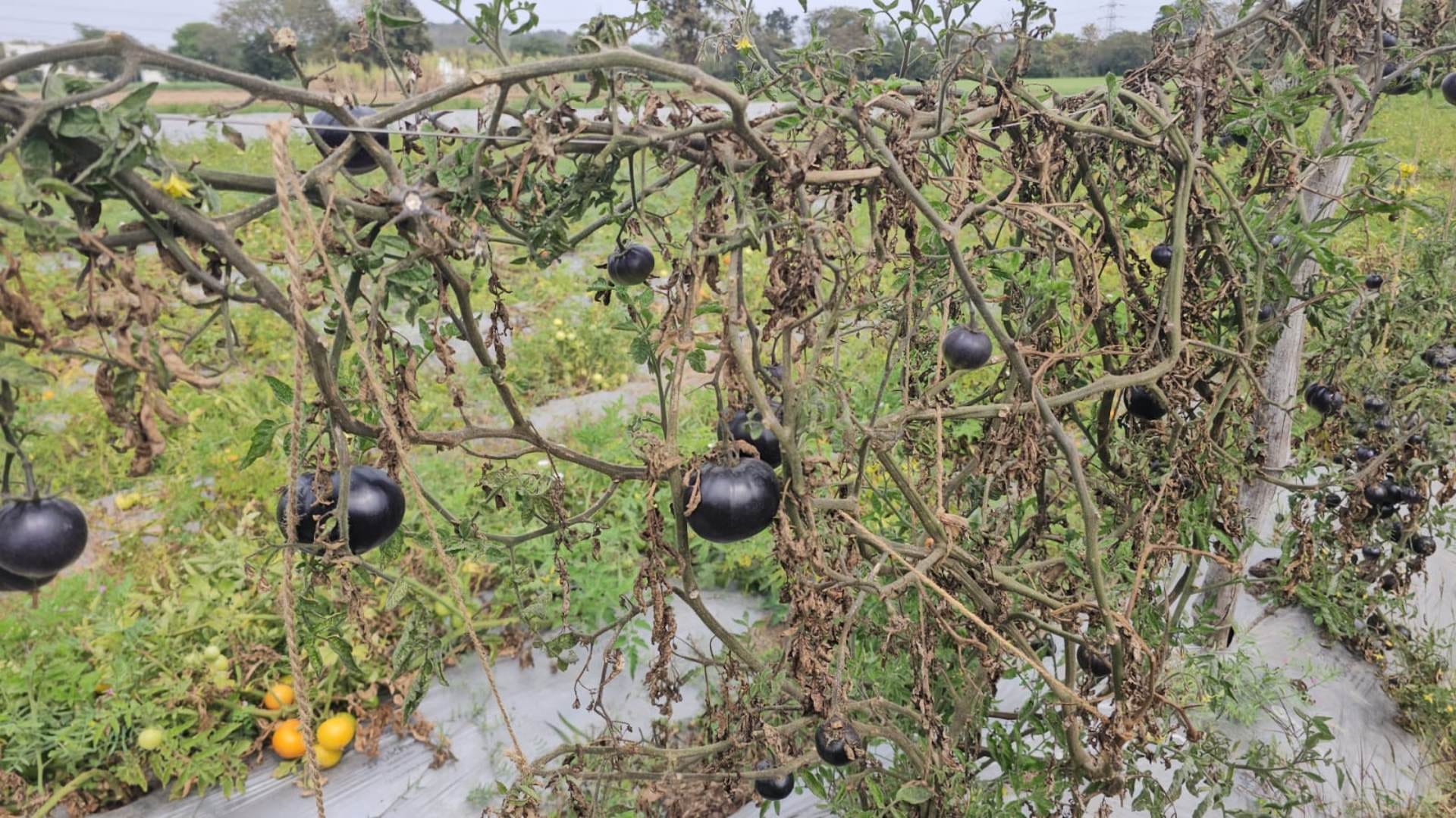 Betul Black Tomatoes: A farmer in Betul has cultivated a special variety of black tomatoes.