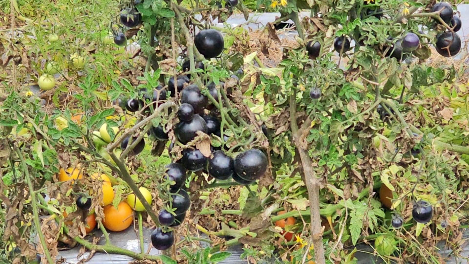 Betul Black Tomatoes: A farmer in Betul has cultivated a special variety of black tomatoes.