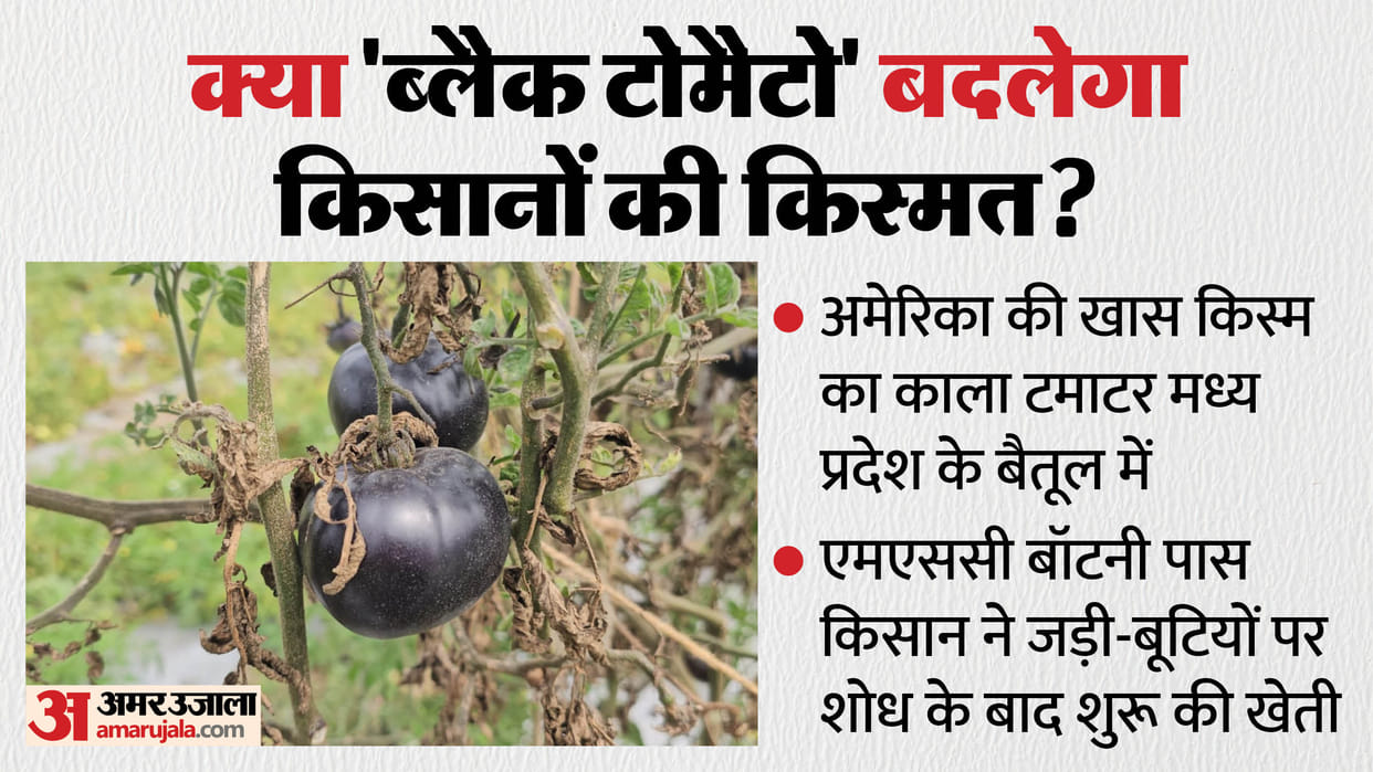 Betul Black Tomatoes: A farmer in Betul has cultivated a special variety of black tomatoes.