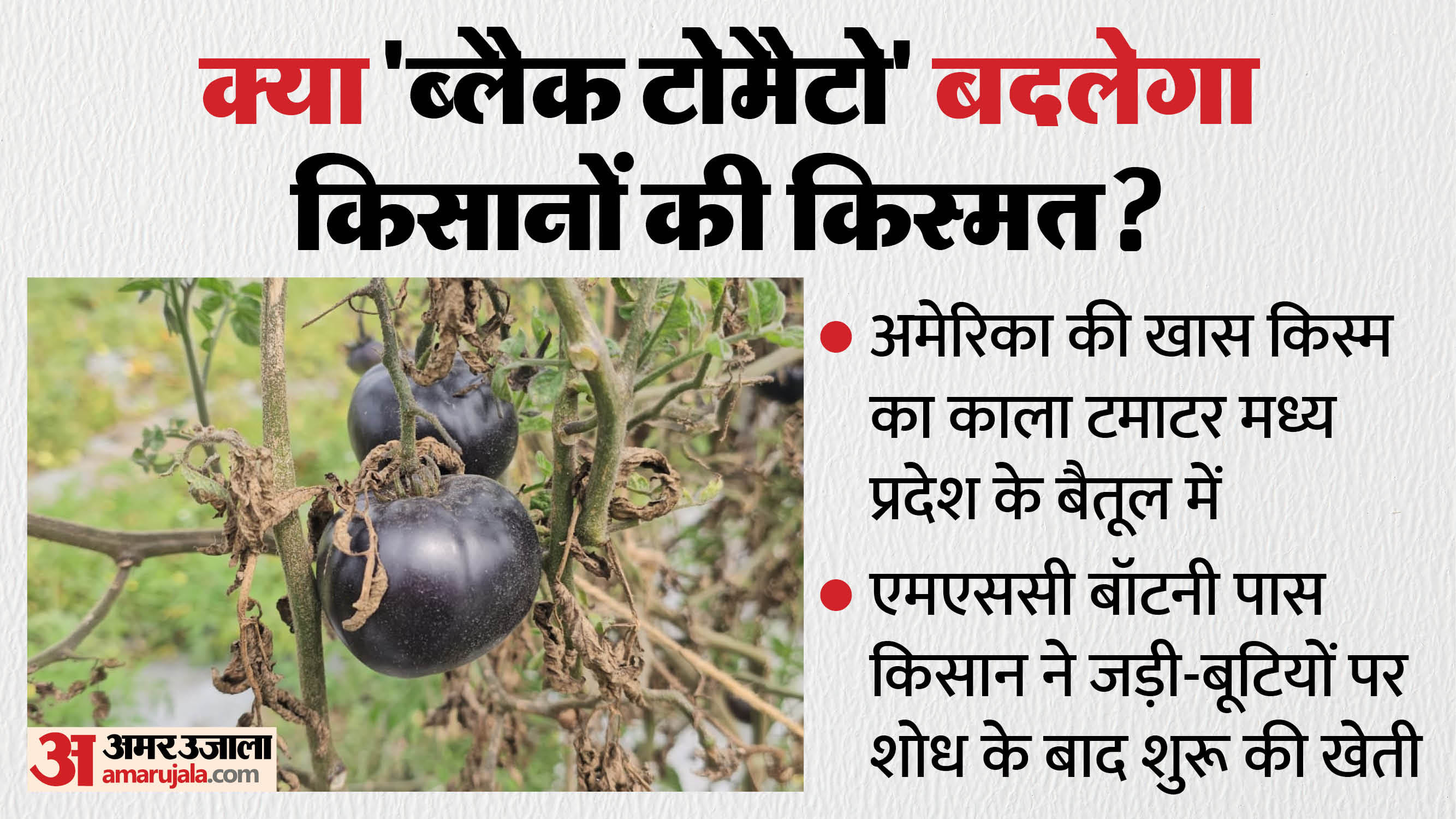 खेत में उगाया गया काला टमाटर।