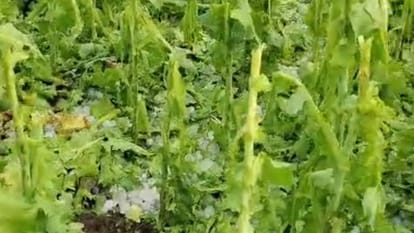 Hailstorm in Mandsaur has damaged opium crops and other crops.