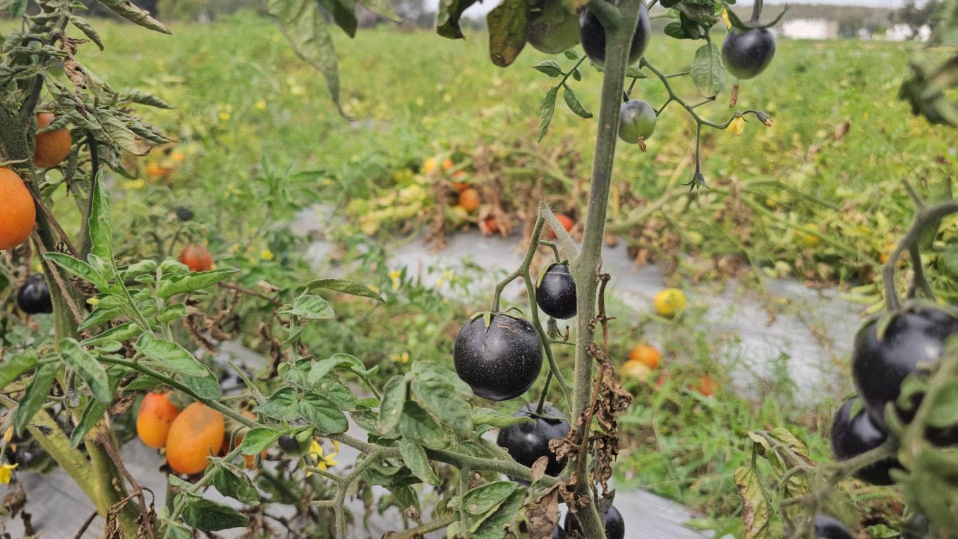 Betul Black Tomatoes: A farmer in Betul has cultivated a special variety of black tomatoes.