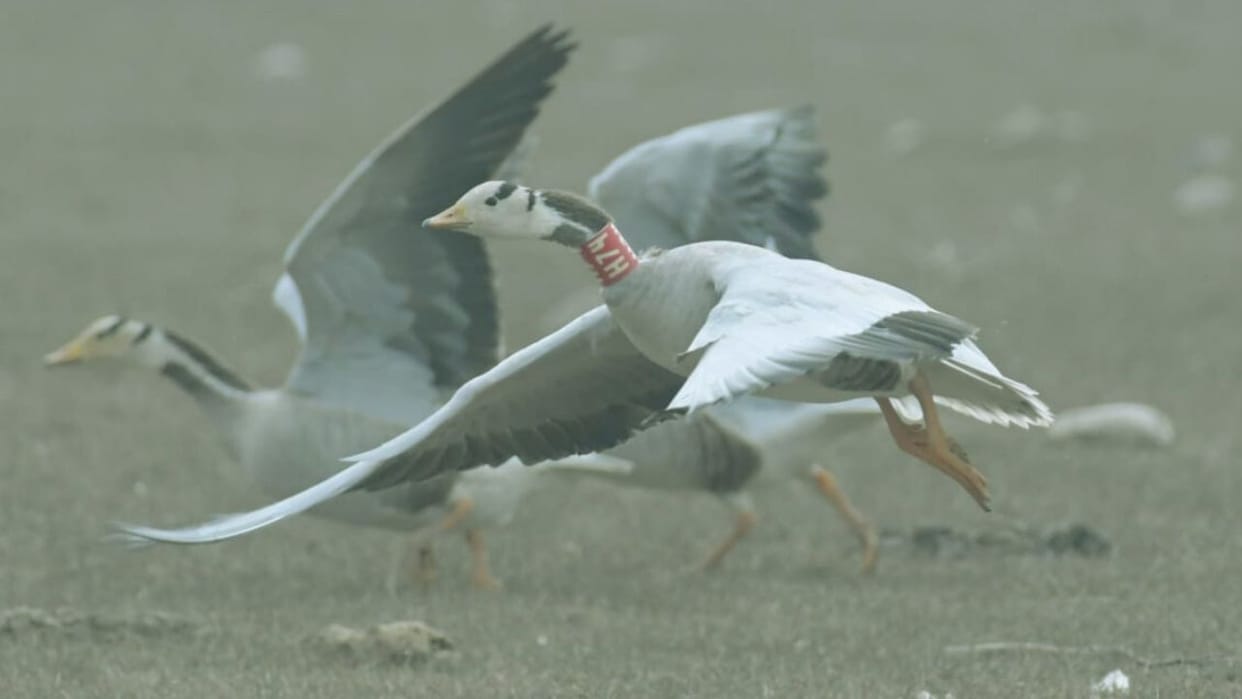 Himachal 124344 birds of 115 species have made Pong Lake their home a lower number compared to last year