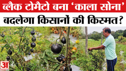 Black Tomatoes in Betul: Black tomatoes have become gold for farmers, will the fate of farmers change now?