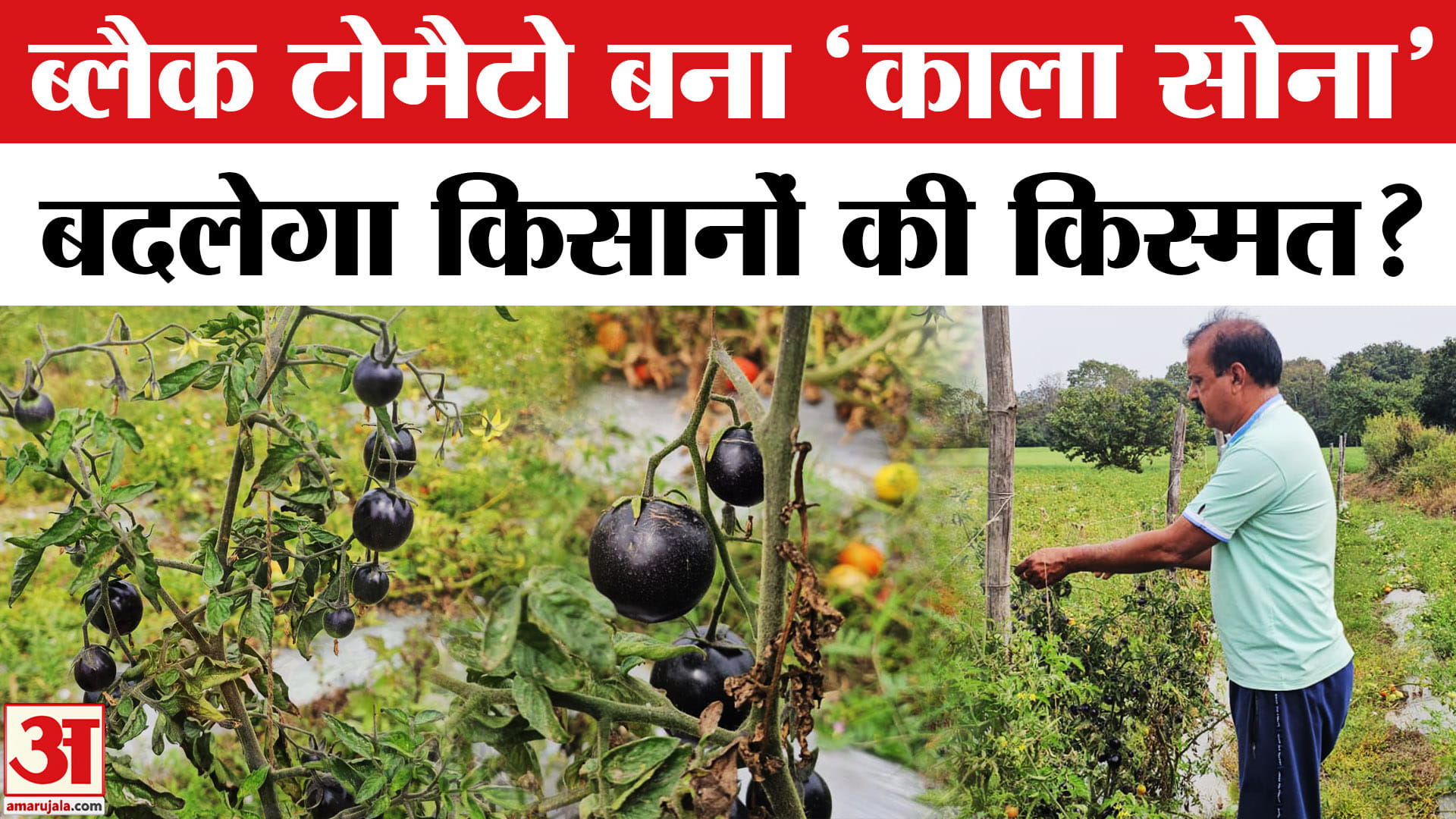 Black Tomatoes in Betul: काला टमाटर बना किसानों के लिए सोना, अब बदलेगी किसानों की किस्मत?