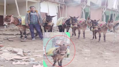 mule has gone missing from Sundernagar and its owner has announced a reward of 10,000 rupees for anyone who fi