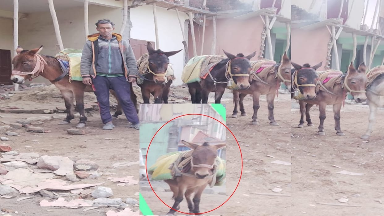 mule has gone missing from Sundernagar and its owner has announced a reward of 10,000 rupees for anyone who fi