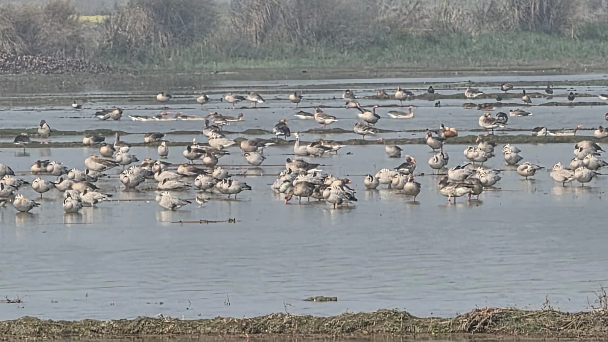 On World Wetlands Day, Children Watch Migratory Birds and Turtle Hatchlings Released into Ganga