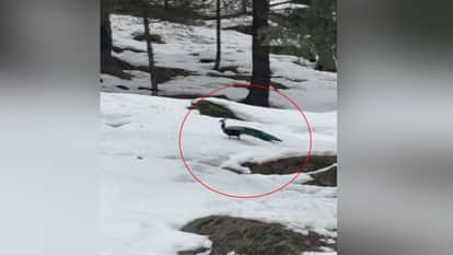 Manali: A peacock was spotted amidst the snow in Jagatsukh, video goes viral.