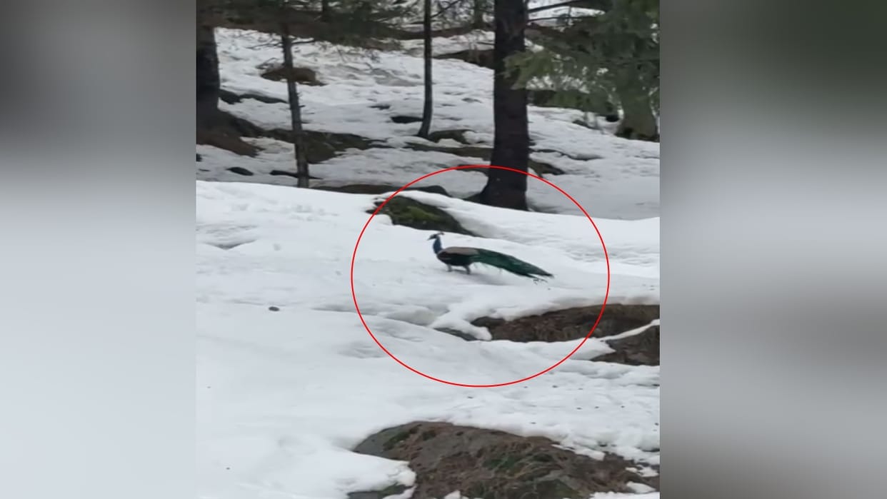 Manali: A peacock was spotted amidst the snow in Jagatsukh, video goes viral.