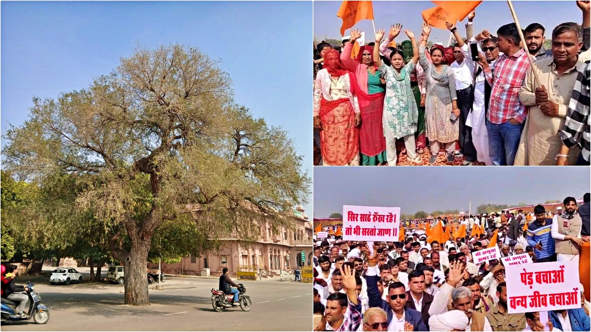 बीकानेर में खेजड़ी बचाओ महापड़ाव