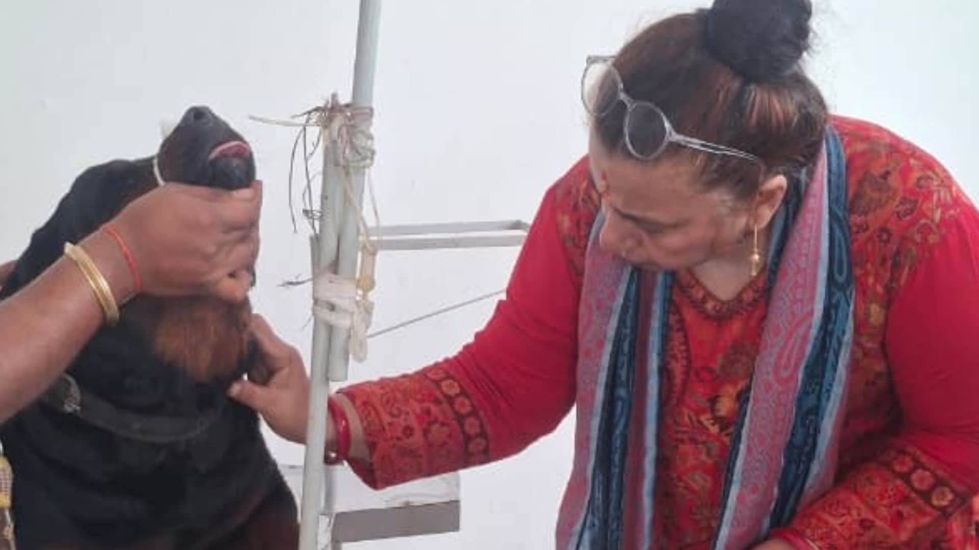 अस्पताल में चल रहा कुत्ते का इलाज