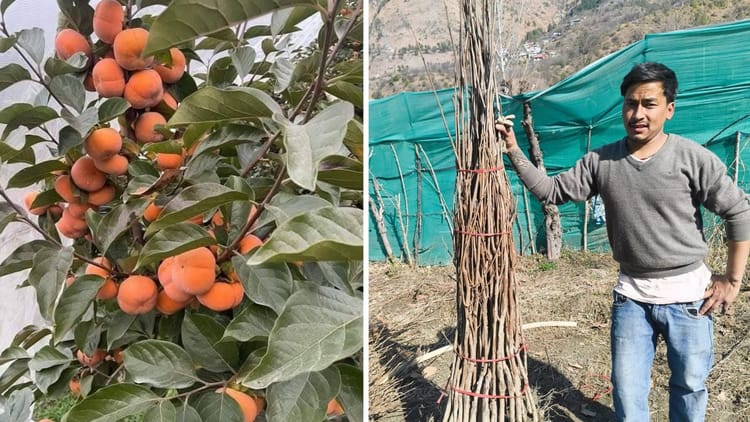 Japanese Fruit:हिमाचल प्रदेश के जापानी फल से महकेंगे उत्तराखंड के बगीचे ...