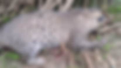 Bijnor: One died in the fight between two leopards, the leopard carrying the puppies was hit with tongs