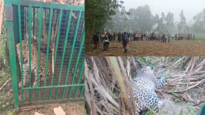 Leopard Trapped in Cage in Taalampur Forest Area of Bijnor, Villagers Alert Forest Department