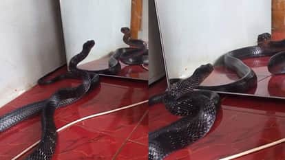 Snake spread its hood and did an amazing dance Seeing herself in the mirror video goes viral