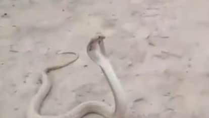 Young man dies after snake bite in Shahjahanpur