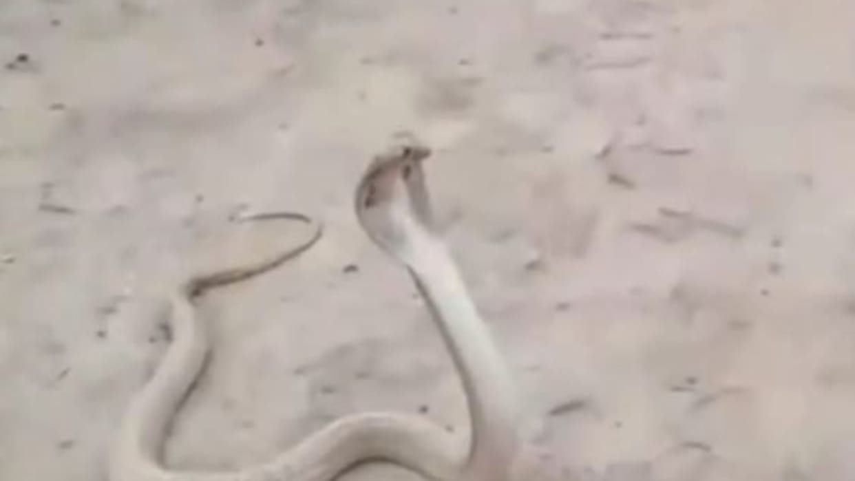 Young man dies after snake bite in Shahjahanpur
