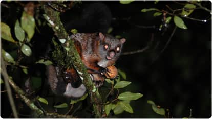 unique world of animals petaurista philippensis Indian giant flying squirrel details