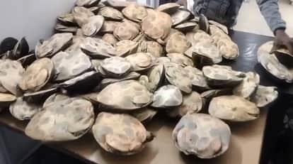 Fatehpur Two turtle smugglers arrested at station 148 live turtles recovered consignment worth Rs 40 lakh