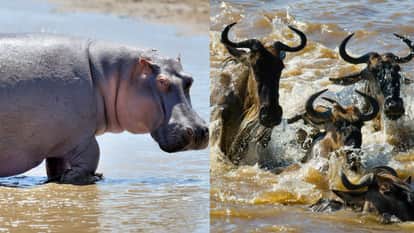 Hippos saved the life of a wildebeest trapped by crocodiles Video Goes Viral