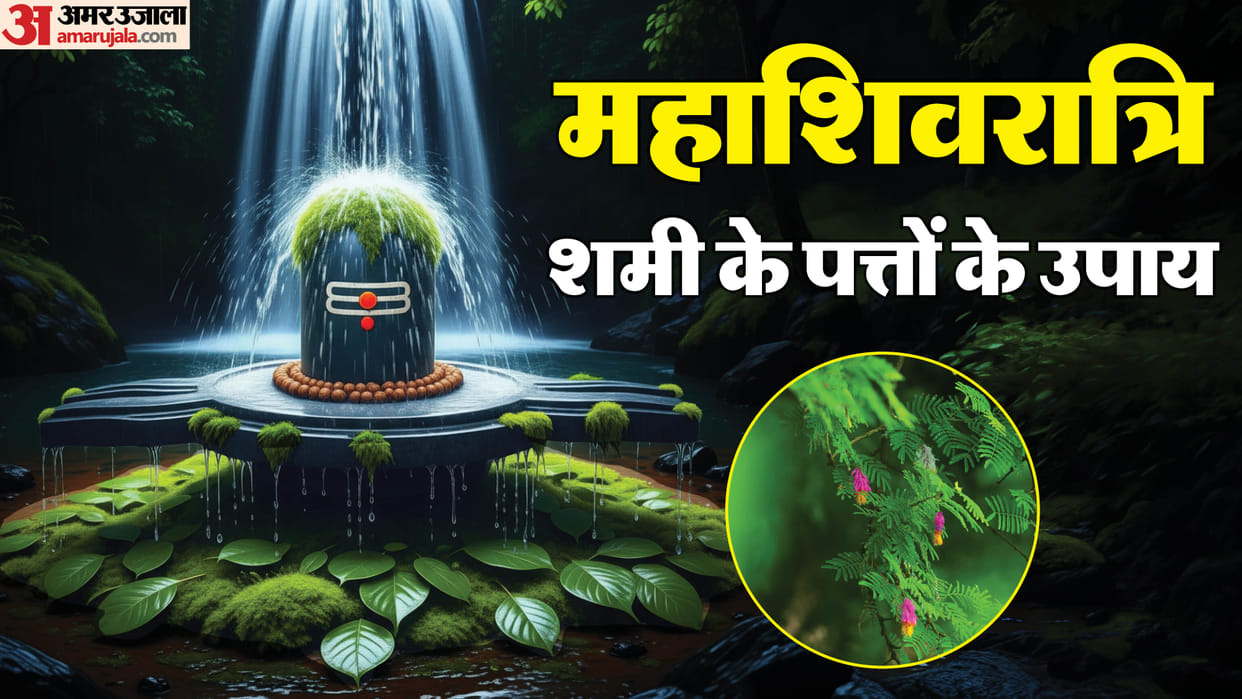 Mahashivratri remedies offering shami leaves to shivling shami ke patte ke upay