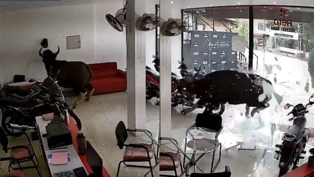 Shocking Viral Video News Wild Buffalo Crashed Into Bike Showroom Kerala Cctv Video