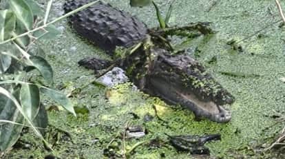 crocodile seen pond fear in Madhapur Village villagers