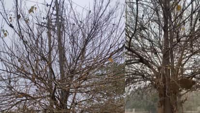 Video of death of more than 30 pigeons sitting on tree in Noida