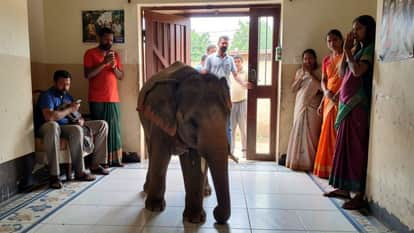 Bokaro News: elephants entered house trampled 3 members of same family to death one seriously injured