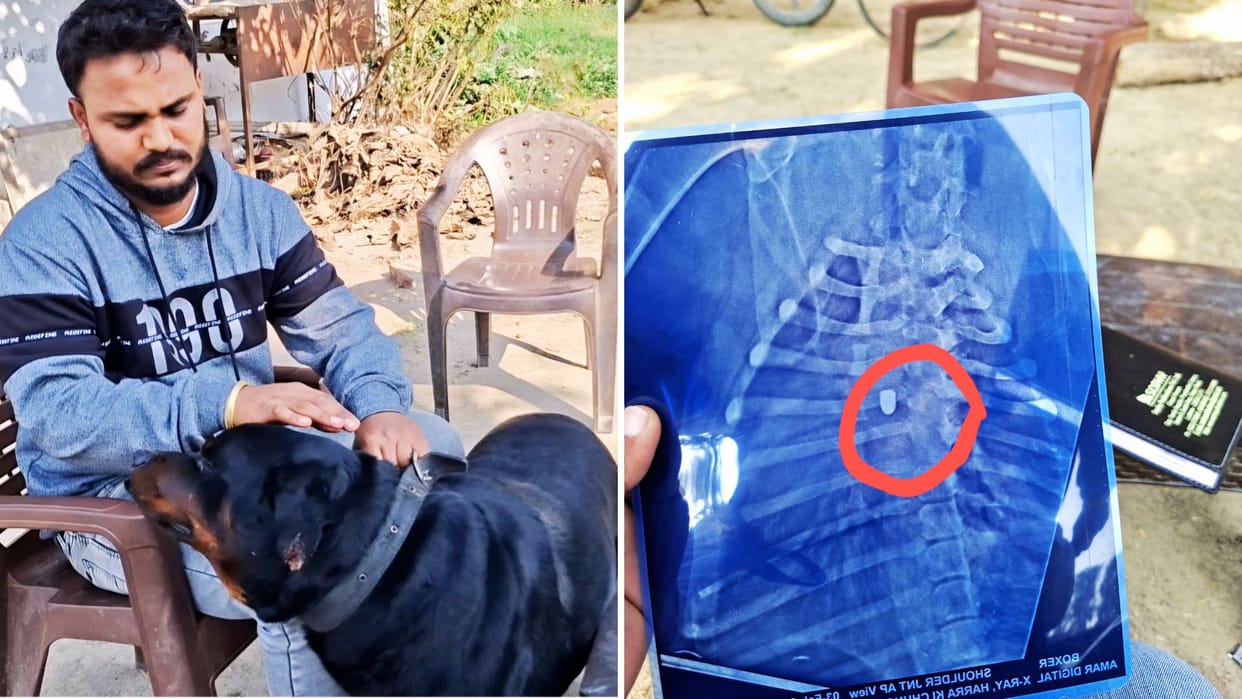 Dog injured by gunshot to undergo surgery bullet lodged removed dressing had not provided relief.