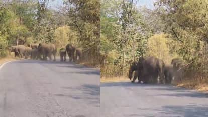 group of elephants seen crossing road in Raigarh