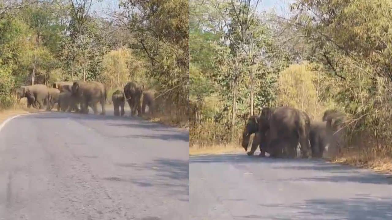 हाथियों का बड़ा दल सड़क किनारे