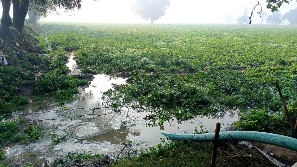 Potato crop submerged due to overflow of canal