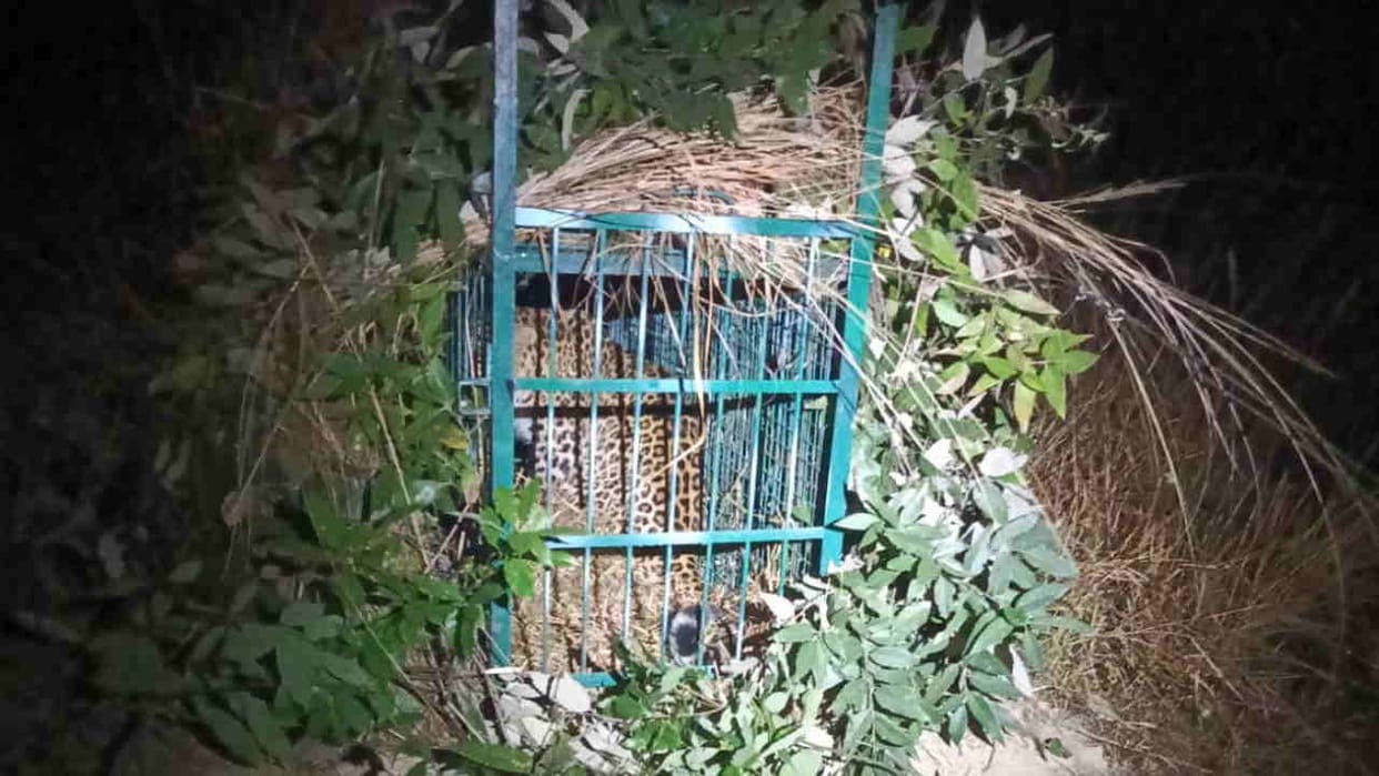 leopard trapped in a cage in Sindhwani Rudraprayag man-eating tendencies will be confirmed after investigation