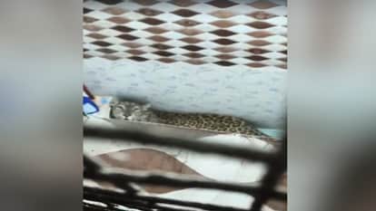 Video: A leopard entered a bathroom in Dadlaghat to snatch a dog