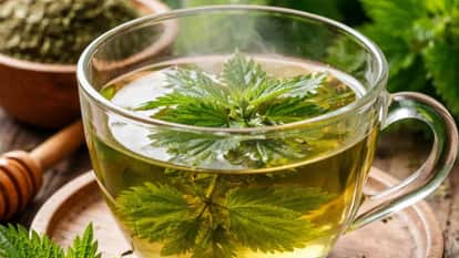 Nettle tea also arrived in the market Tea production started through a women's group karnaprayag Uttarakhand