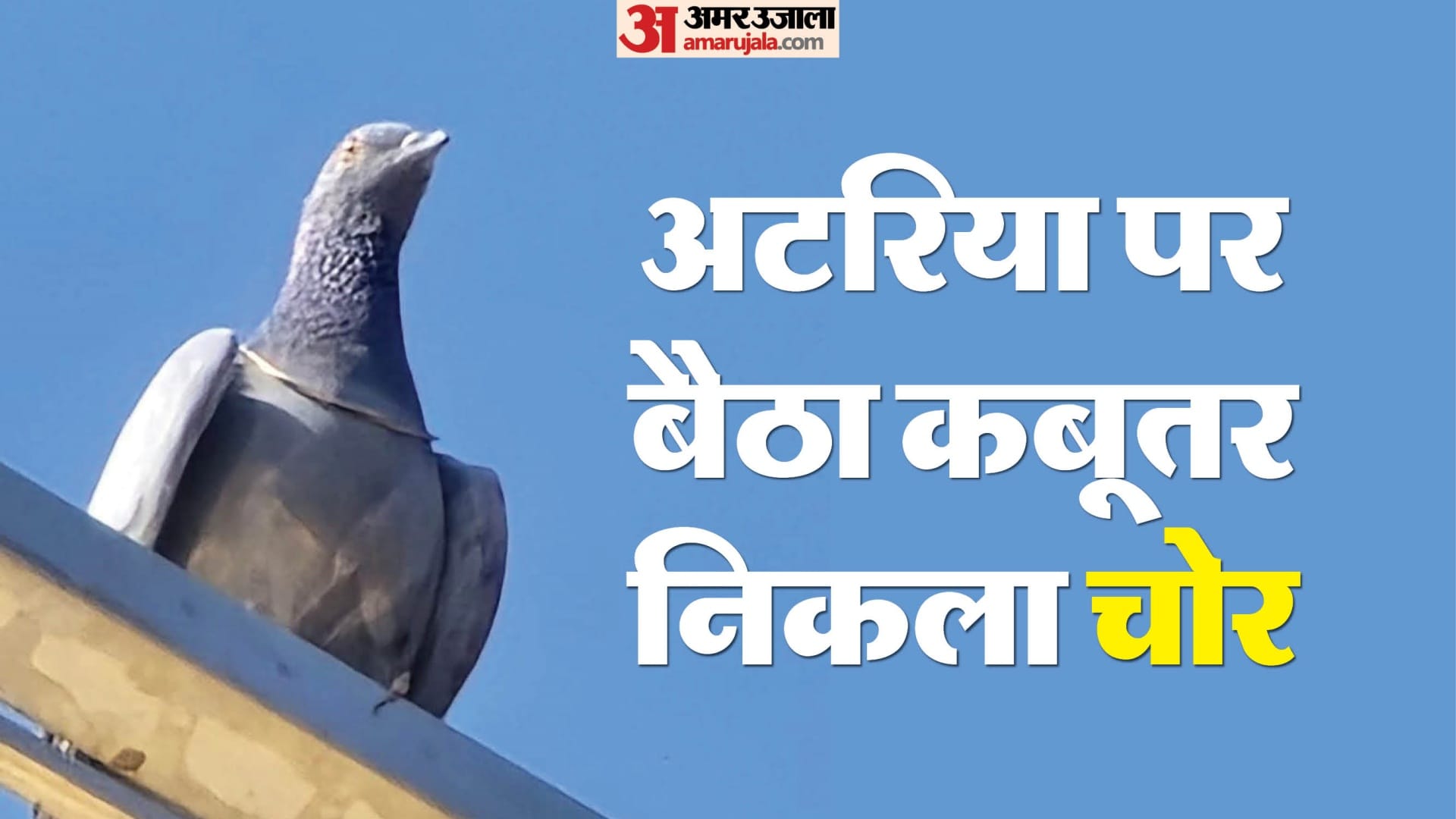 सोने की चेन लेकर उड़ा कबूतर