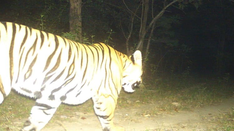 गरियाबंद: उदंती-सीतानदी में बाघ की आहट से वन्यजीव संरक्षण की बढ़ीं उम्मीदें, सतर्कता और सूचना की अपील