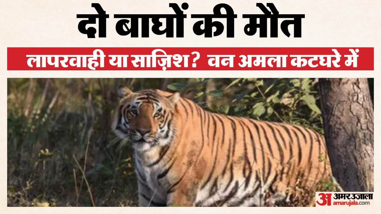 बाघों की मौत मामले में दोषी पाए गए अधिकारियों पर अनुशासनात्मक कदम उठाए गए।