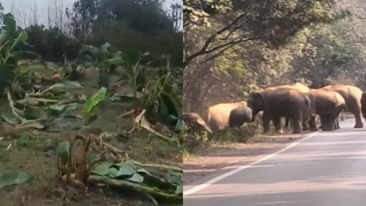 Nepalese elephants wreaked havoc at the outpost in pilibhit