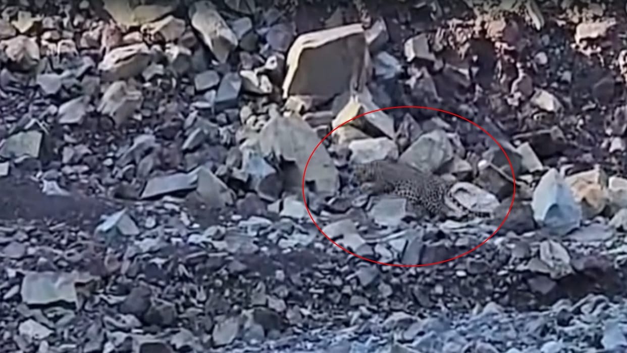 leopard was spotted in broad daylight in Joghon Khad area of Nalagarh.